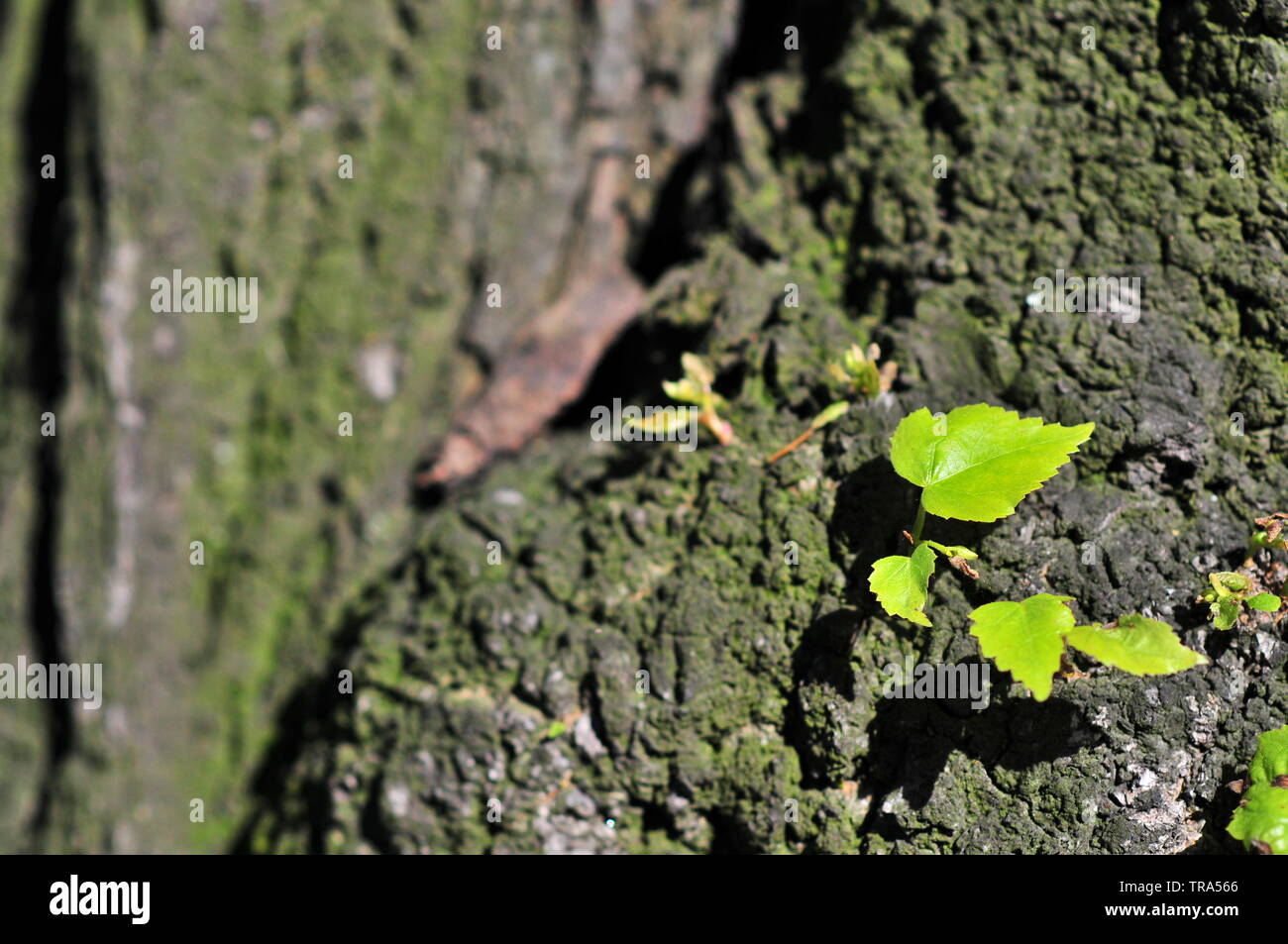 Piccola foglia di tiglio (Tilia cordata, piccolo-lasciava in calce, occasionalmente littleleaf linden o piccolo-lasciava in linden) iniziando a crescere dal gigante tronco di albero. Foto Stock