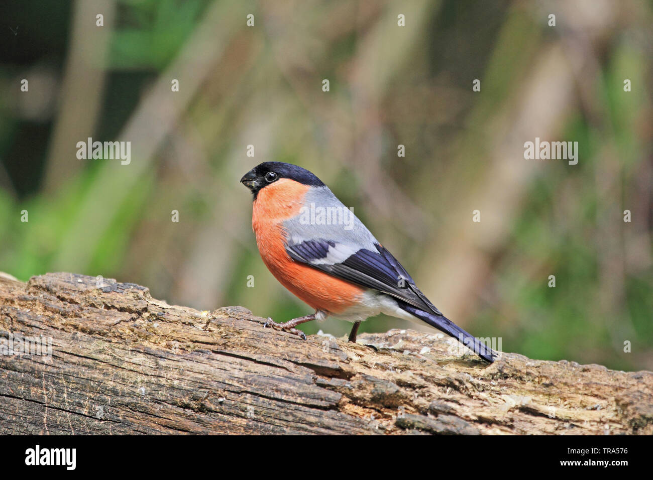 Bullfinch maschio (Pyrrhula Pyrrhula) arroccato su log vecchi Foto Stock