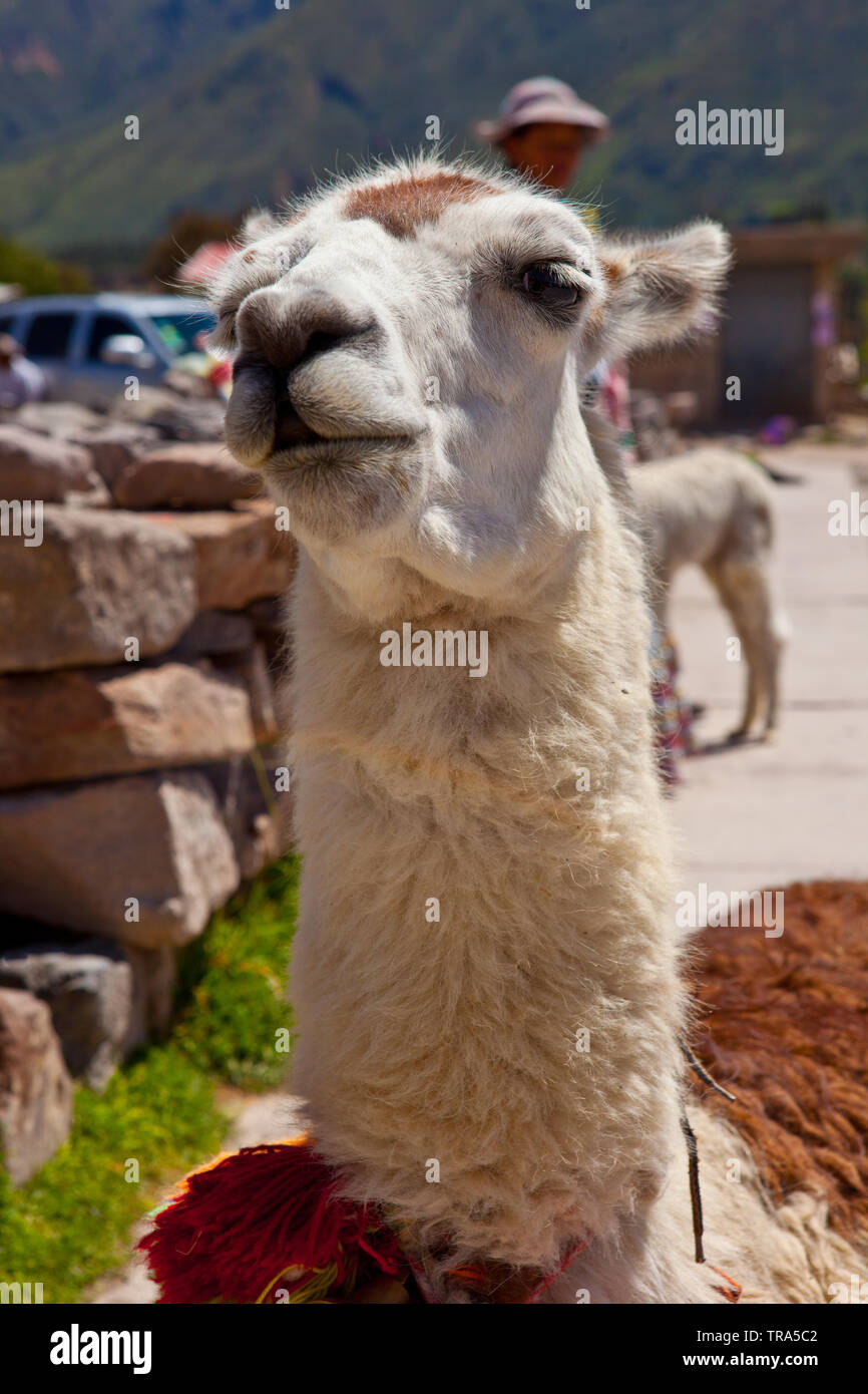 Llama,animale tradizionale del Perù Foto Stock