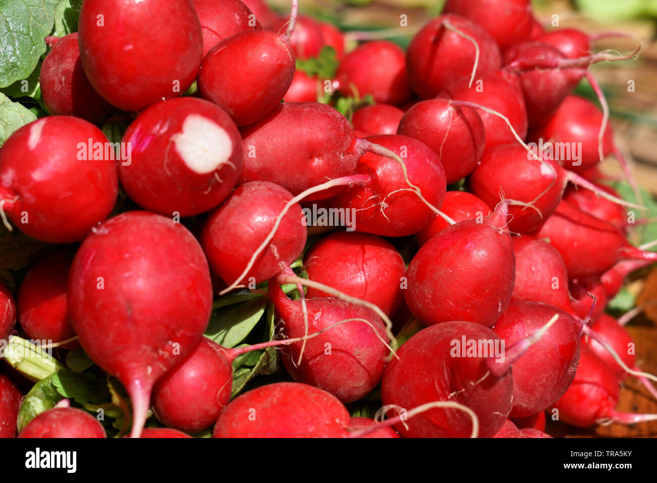 Mazzetto di fresco radicchio rosso al mercato Foto Stock