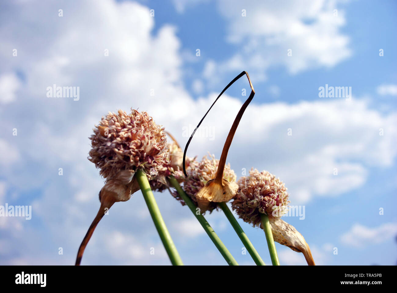 Impianto di aglio blooming (testa con semi sul gambo), soft sfocato sfondo con cielo nuvoloso Foto Stock