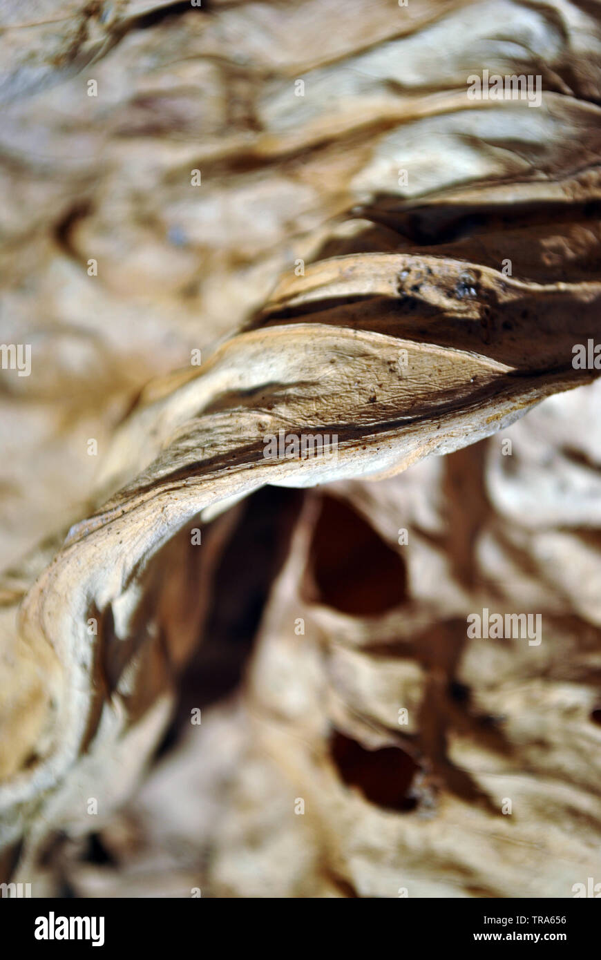 Foglia secca texture, organici naturali, sfondo close up dettaglio, soft seppia linee ondulate Foto Stock