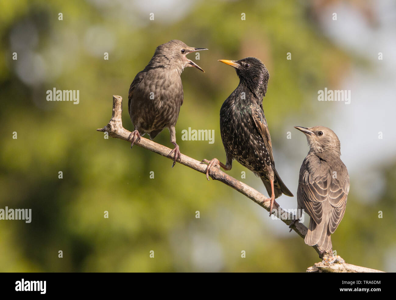 Famiglia di Starling, la fauna Uccelli in primavera in un giardino inglese Foto Stock