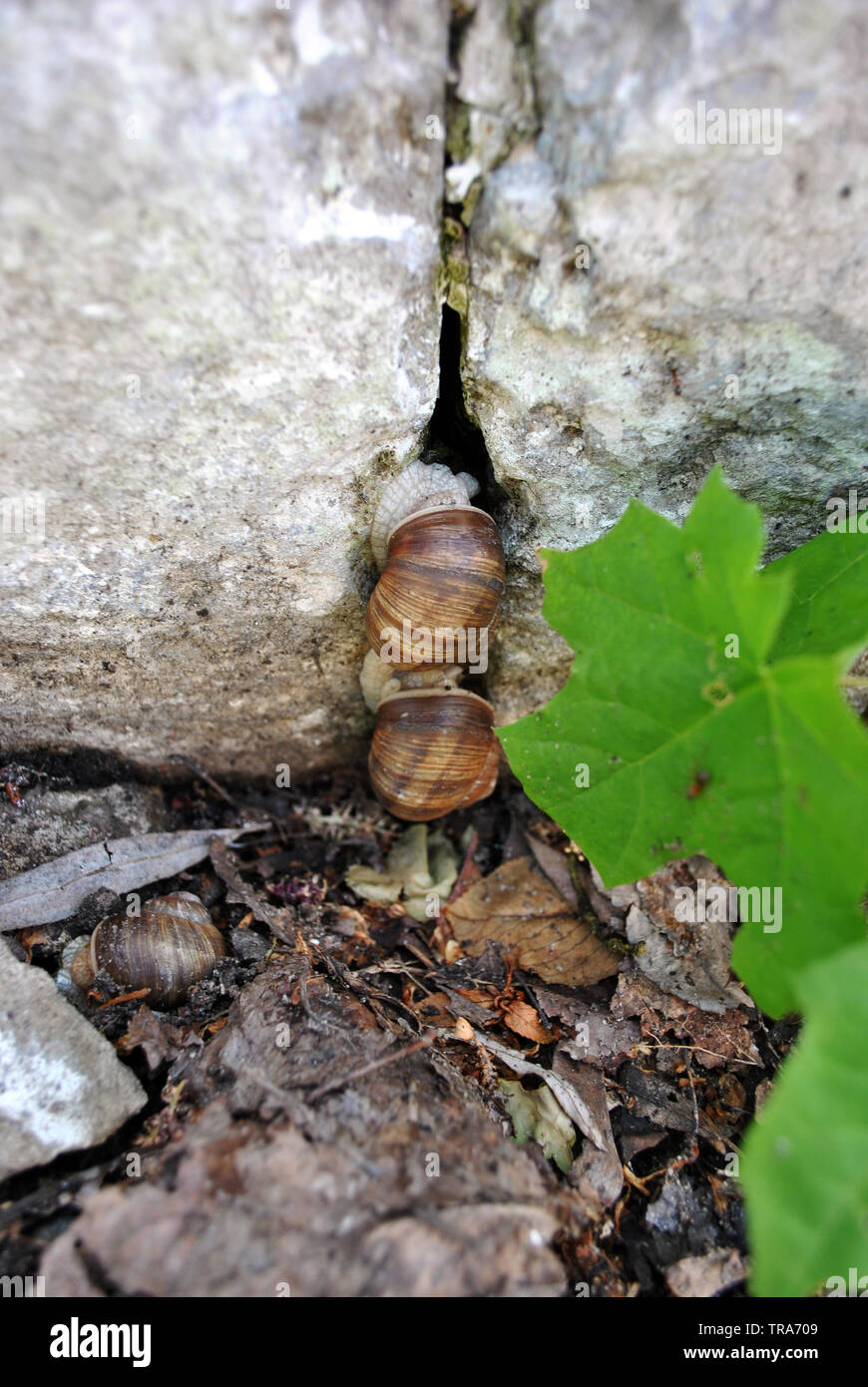 Giovane giardino lumache strisciando sulla vecchia roccia grigia con il crack, Verde foglie di acero in primo piano, asfalto, suolo, foglie secche sfondo Foto Stock