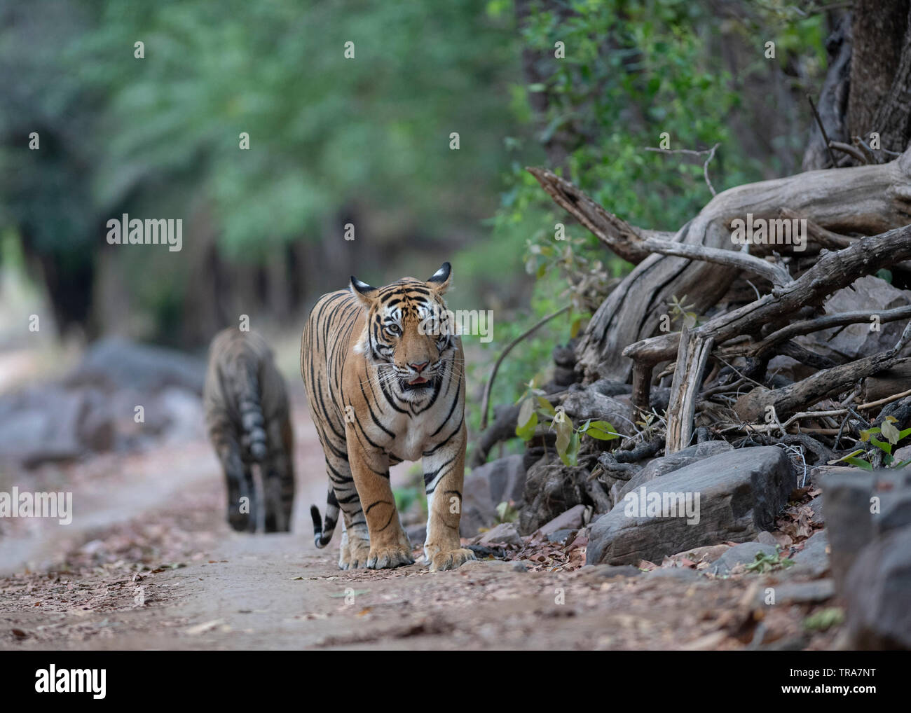 Tigre maschio T-112 Jam camminando in Ranthambore Foto Stock