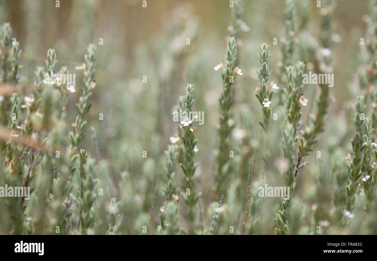 La flora di Gran Canaria - fioritura micromeria, localmente chiamato timo Foto Stock