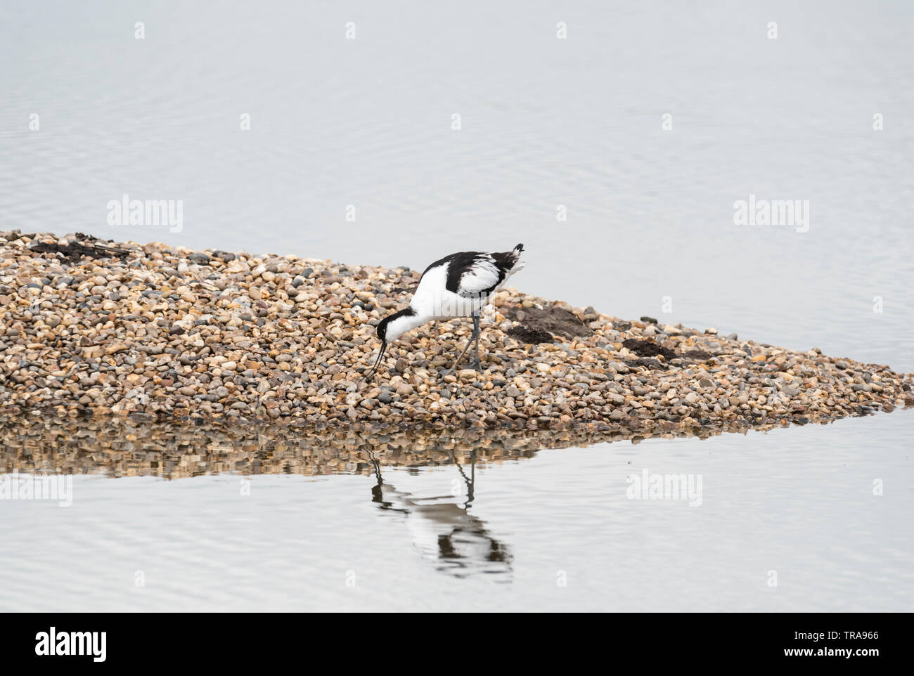 Alimentazione (Avocetta Recurvirostra avosetta) Foto Stock