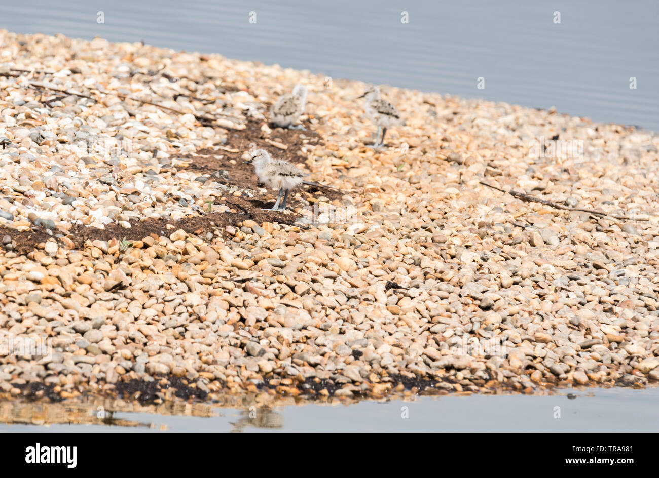 Avocet (Recurvirostra avosetta) pulcini Foto Stock