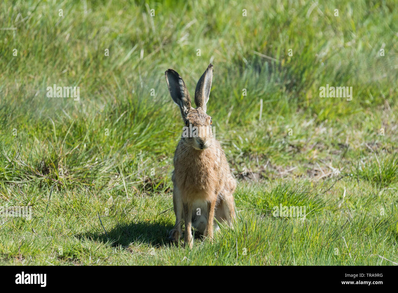 Europa/marrone (lepre Lepus europaeus) Foto Stock