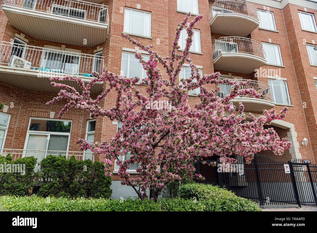 Albero di fioritura Foto Stock