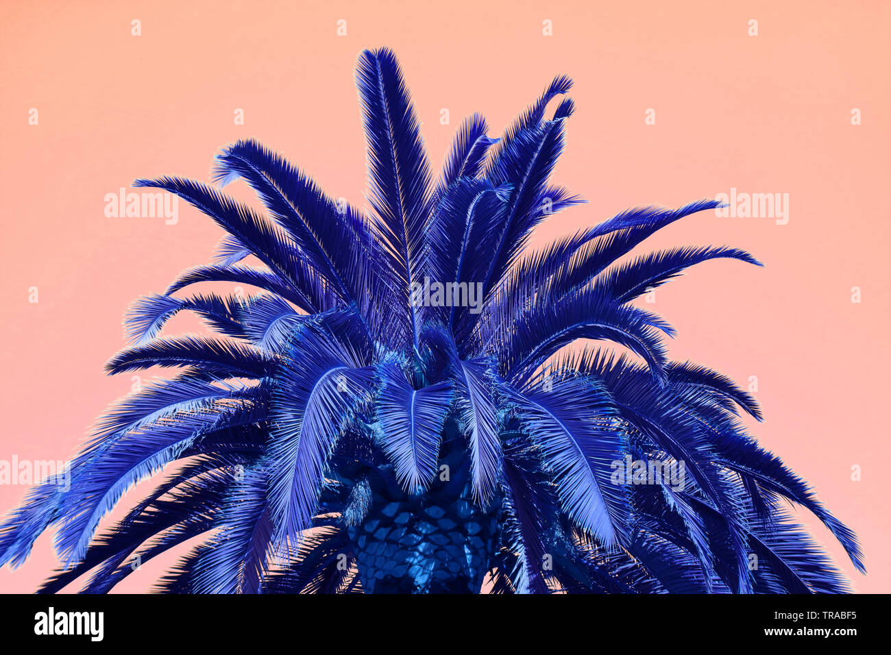 Stile surreale Pop Art di Vivid Blue Palm Tree su sfondo rosa Foto Stock