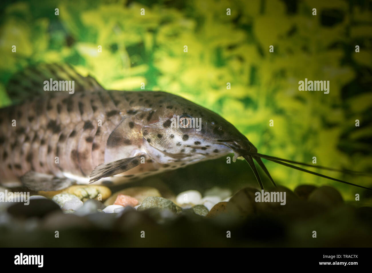 Pesce gatto in un acquario. Messa a fuoco selettiva su fish eye Foto stock  - Alamy