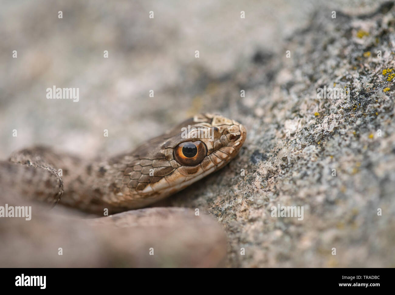 Montpellier snake, Malpolon monspessulanus,basking, la primavera nella gola di Kresna Foto Stock