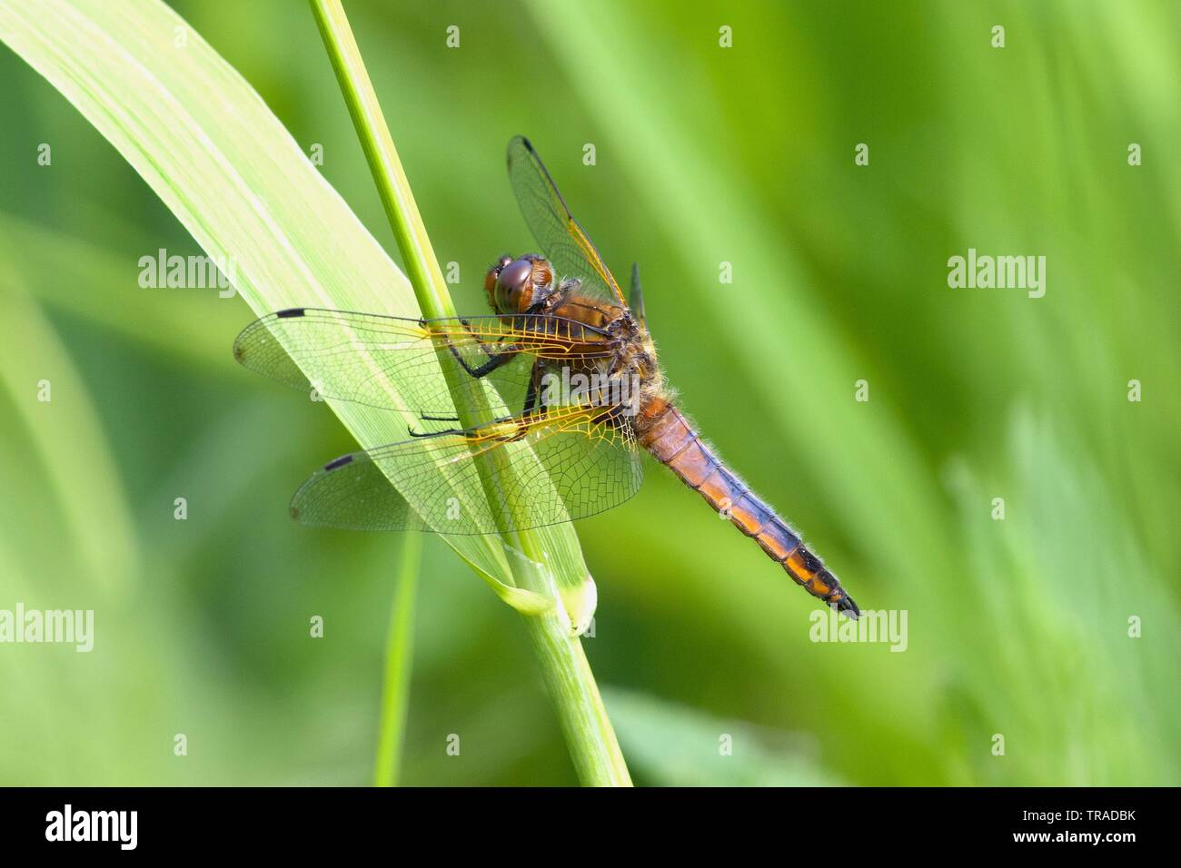 Scarse maschio Chaser, Libellula fulva, appoggiato sullo stelo. Foto Stock