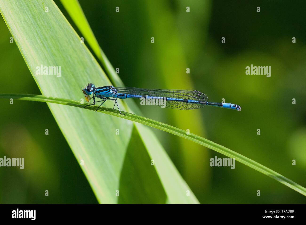 Azure Damselfly di mangiare la sua preda su una foglia di reed. Foto Stock