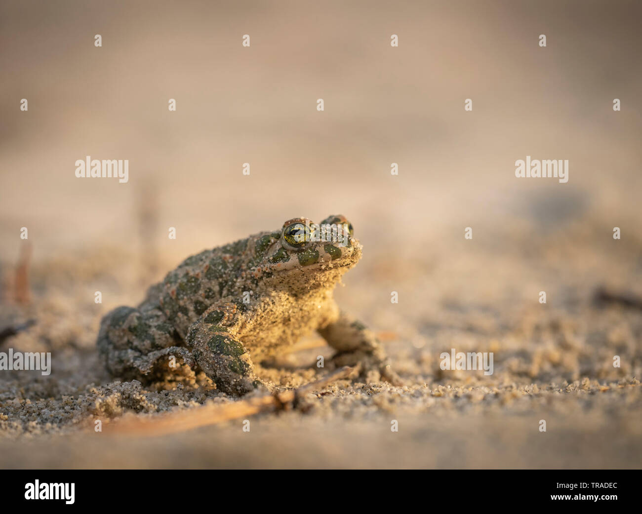 Rospo smeraldino, Bufo viridis,sul suolo sabbioso a bordo della piscina di allevamento Foto Stock