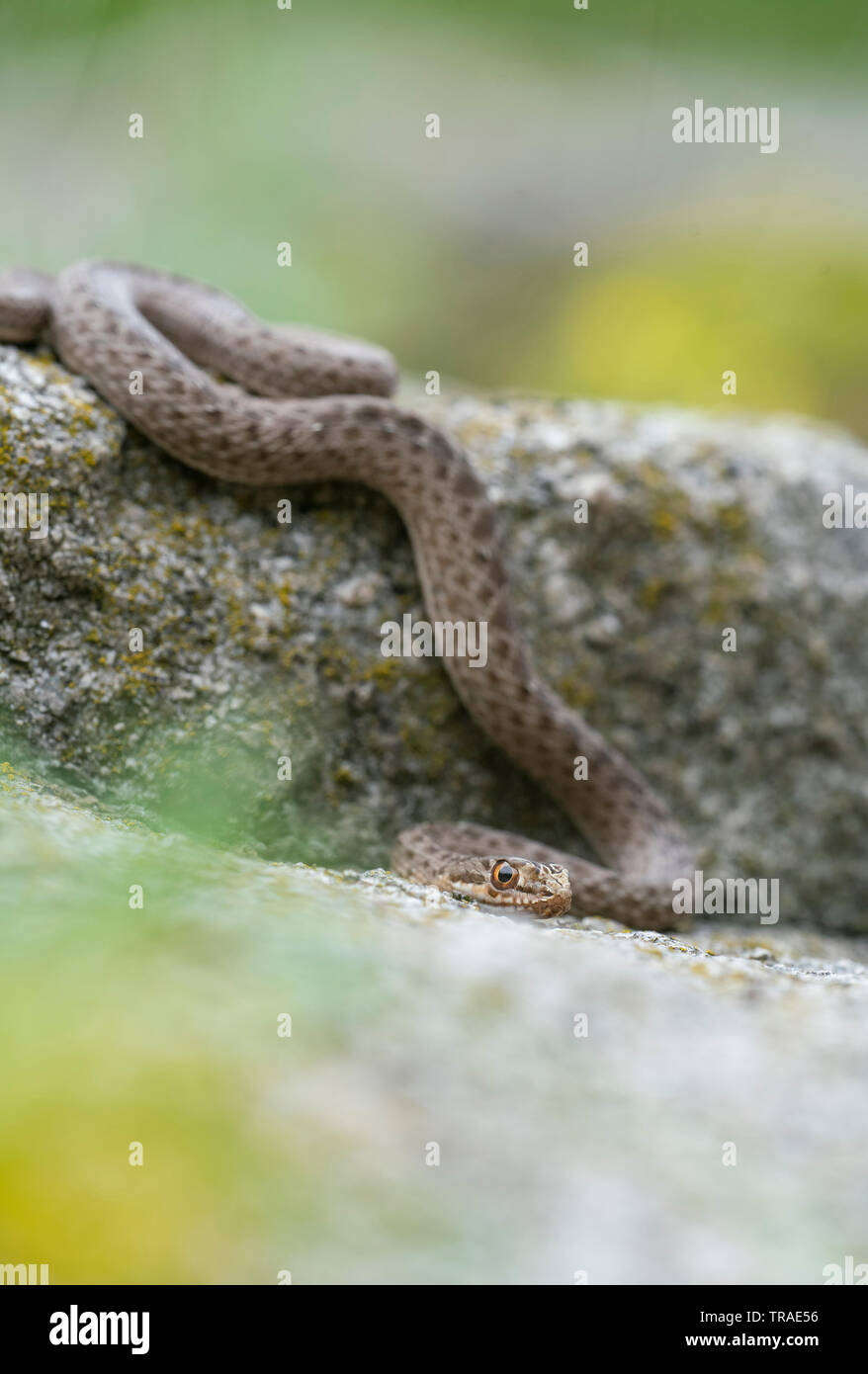 Montpellier snake, Malpolon monspessulanus,basking, la primavera nella gola di Kresna Foto Stock