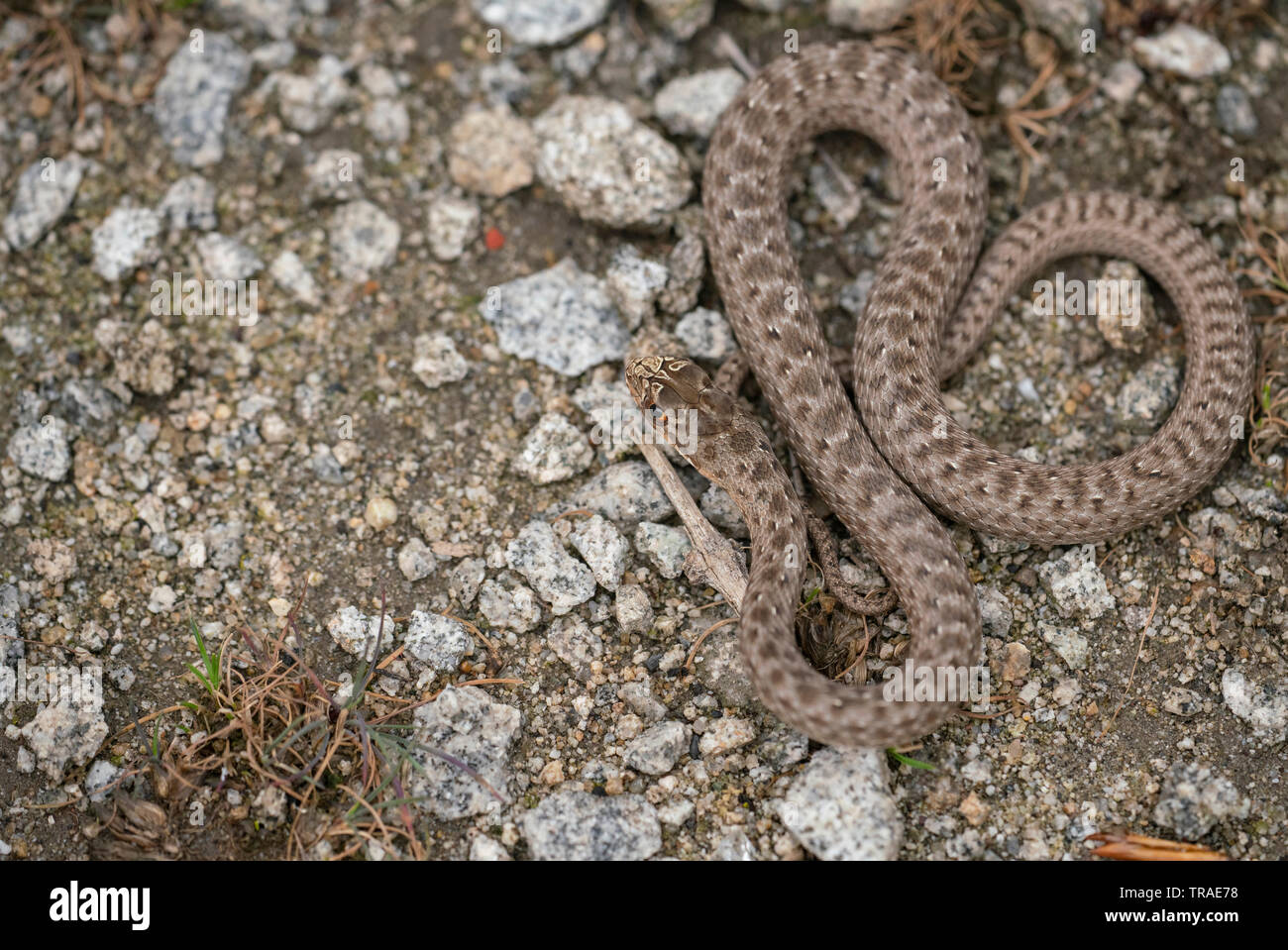 Montpellier snake, Malpolon monspessulanus,basking, la primavera nella gola di Kresna Foto Stock