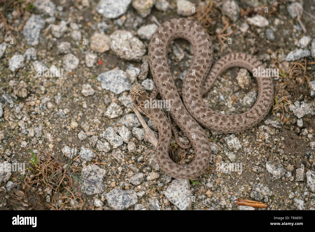 Montpellier snake, Malpolon monspessulanus,basking, la primavera nella gola di Kresna Foto Stock