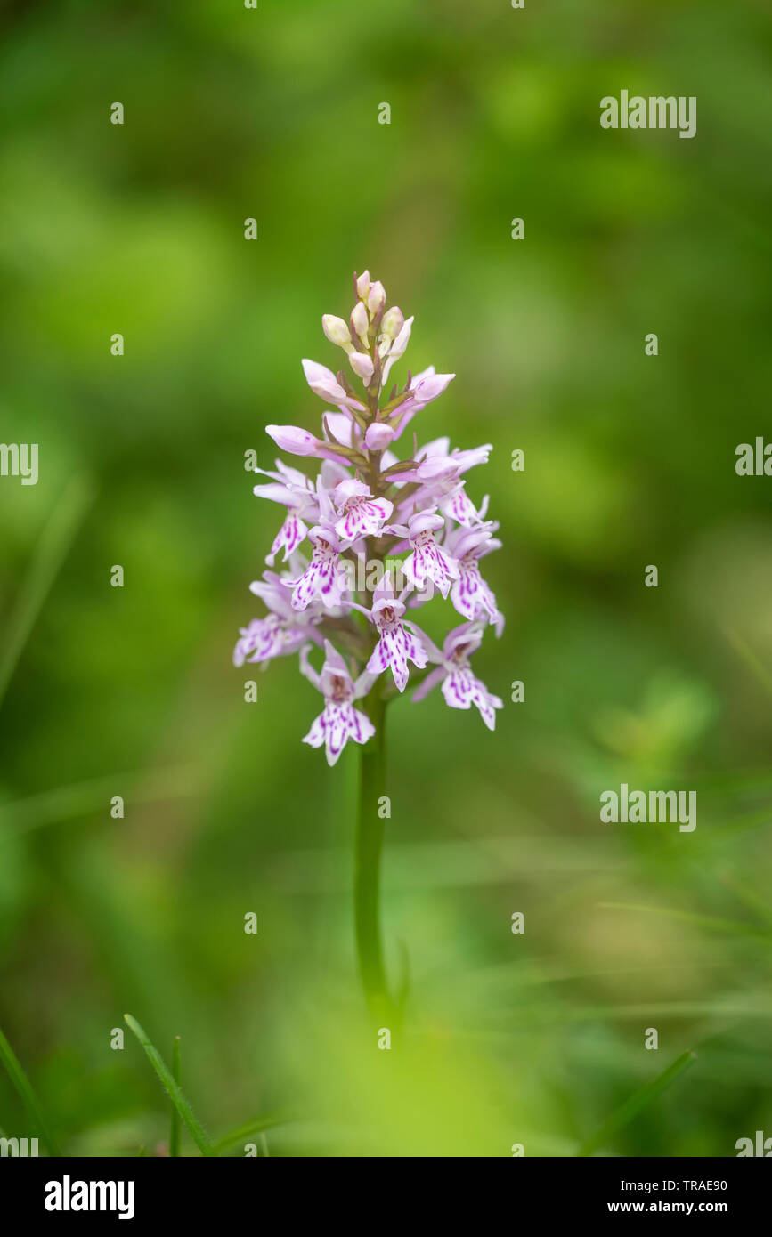 Avvistato comune ; orchidea Dactylorhiza fuchsii,a fine maggio, homefield legno. Foto Stock