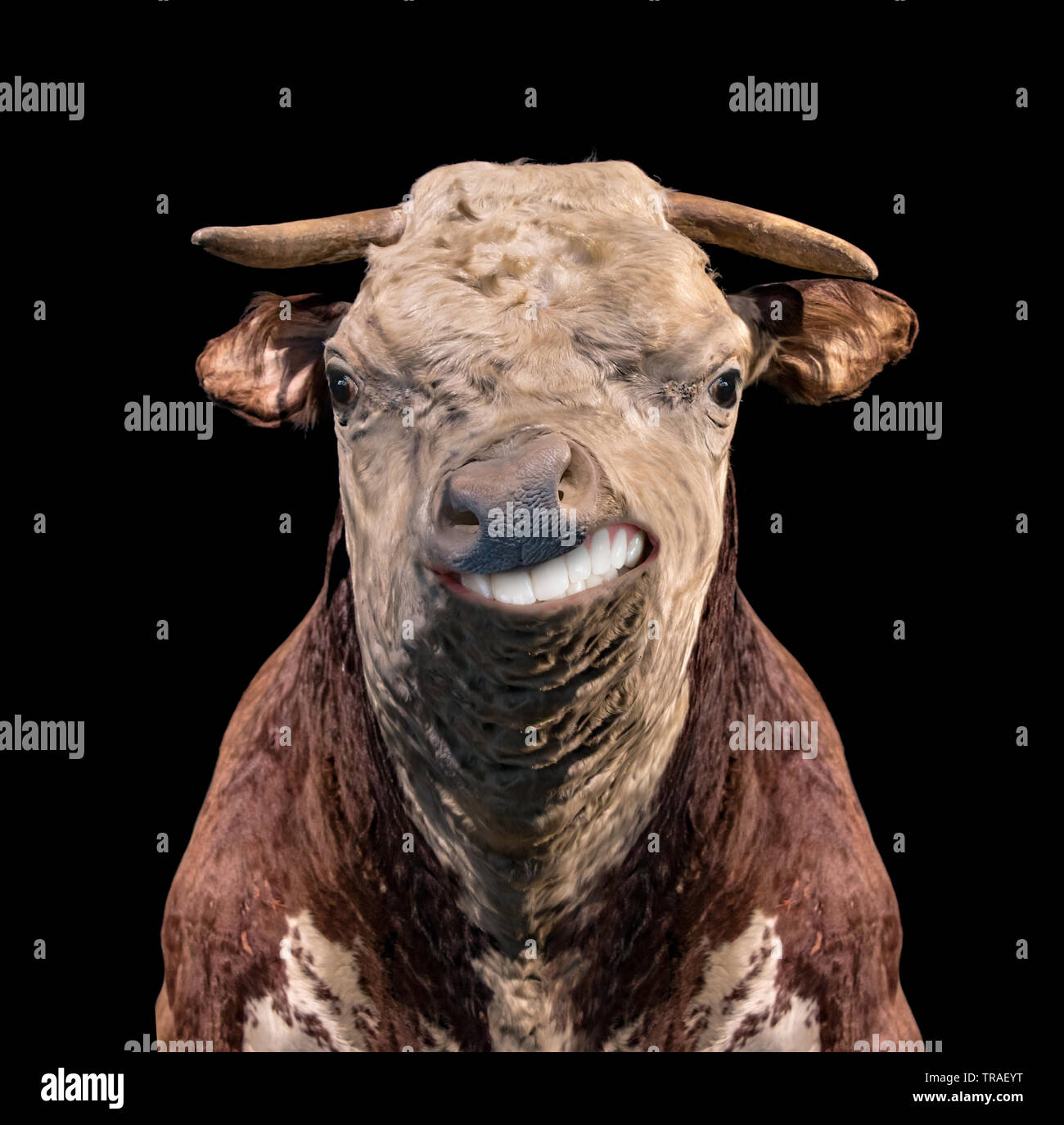 Ritratto di una mucca sorridente con denti su sfondo nero. Testa della vacca ripieni modello. Foto Stock