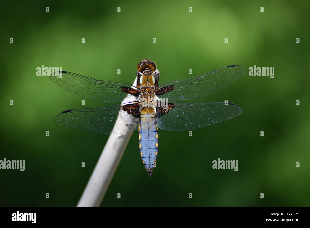Maschio a testa piatta su Dragonfly Reed Foto Stock