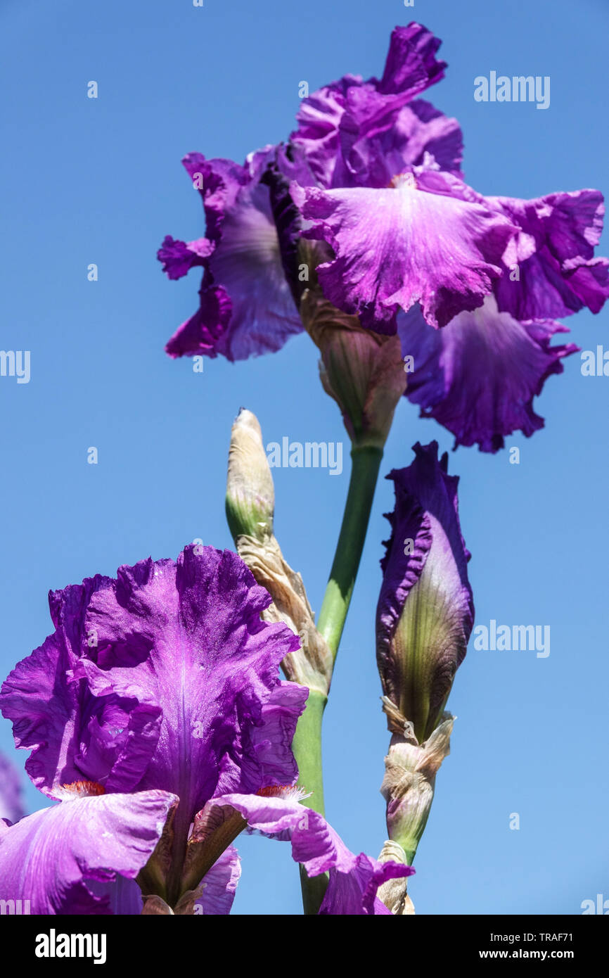 Iris Viola "River City', iridi, Tall barbuto Iris, fiori da giardino, pianta perenne Foto Stock