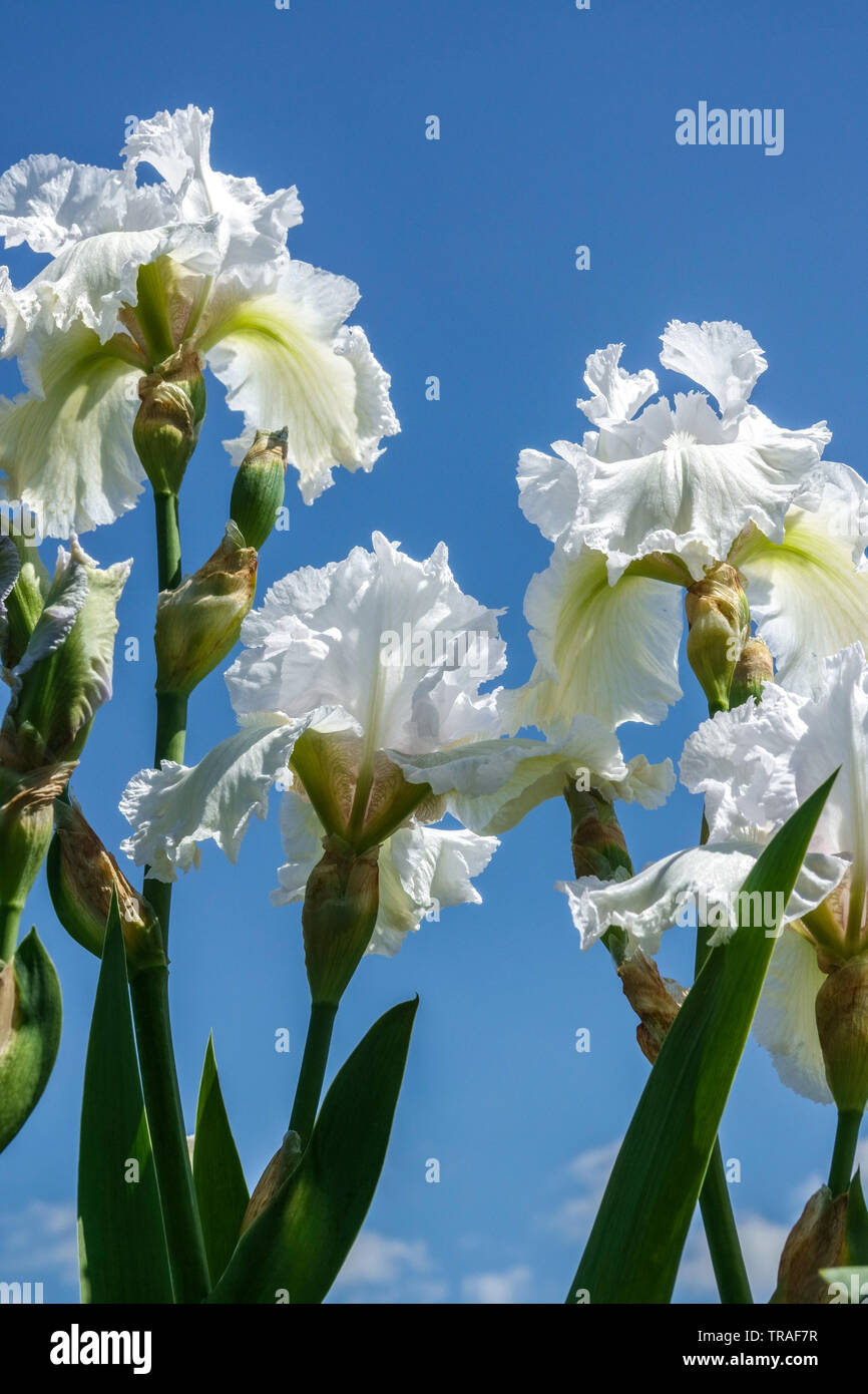 Fiore di iride bianco 'Merletto di Carrara', Irises, Iris dorato, bei fiori bianchi, pianta perenne Foto Stock