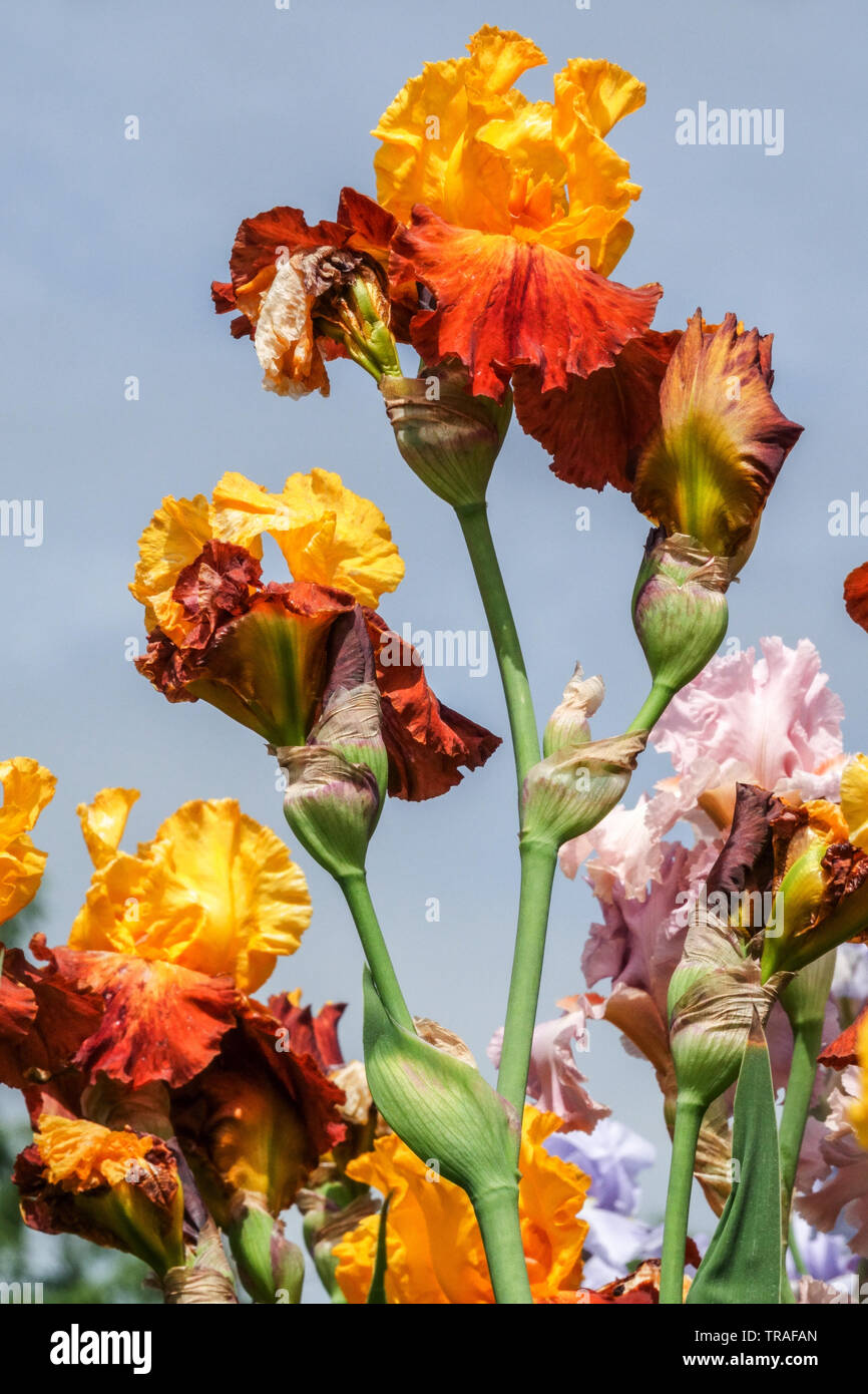 Orange Iris 'Circus World', iris, Tall Bearded Iris, bellissimi fiori da giardino, piante perenni grandi fiori Foto Stock