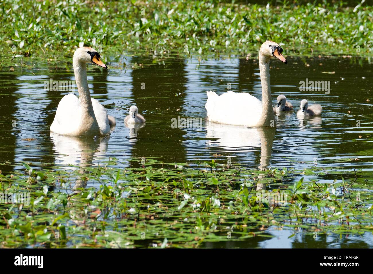 Cigni e cygnets Foto Stock