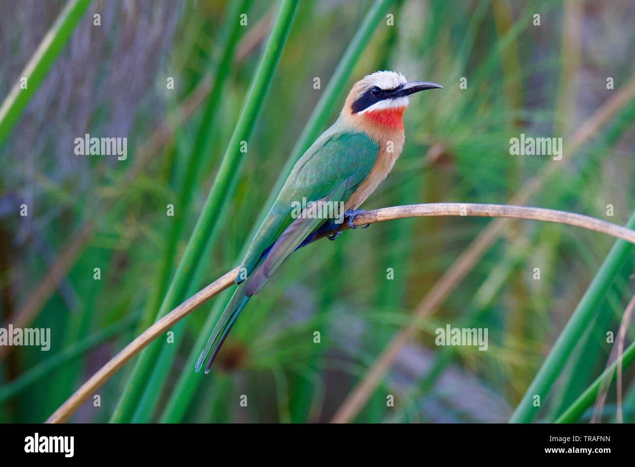 Con facciata bianca bee eater in Okavango Delta Foto Stock