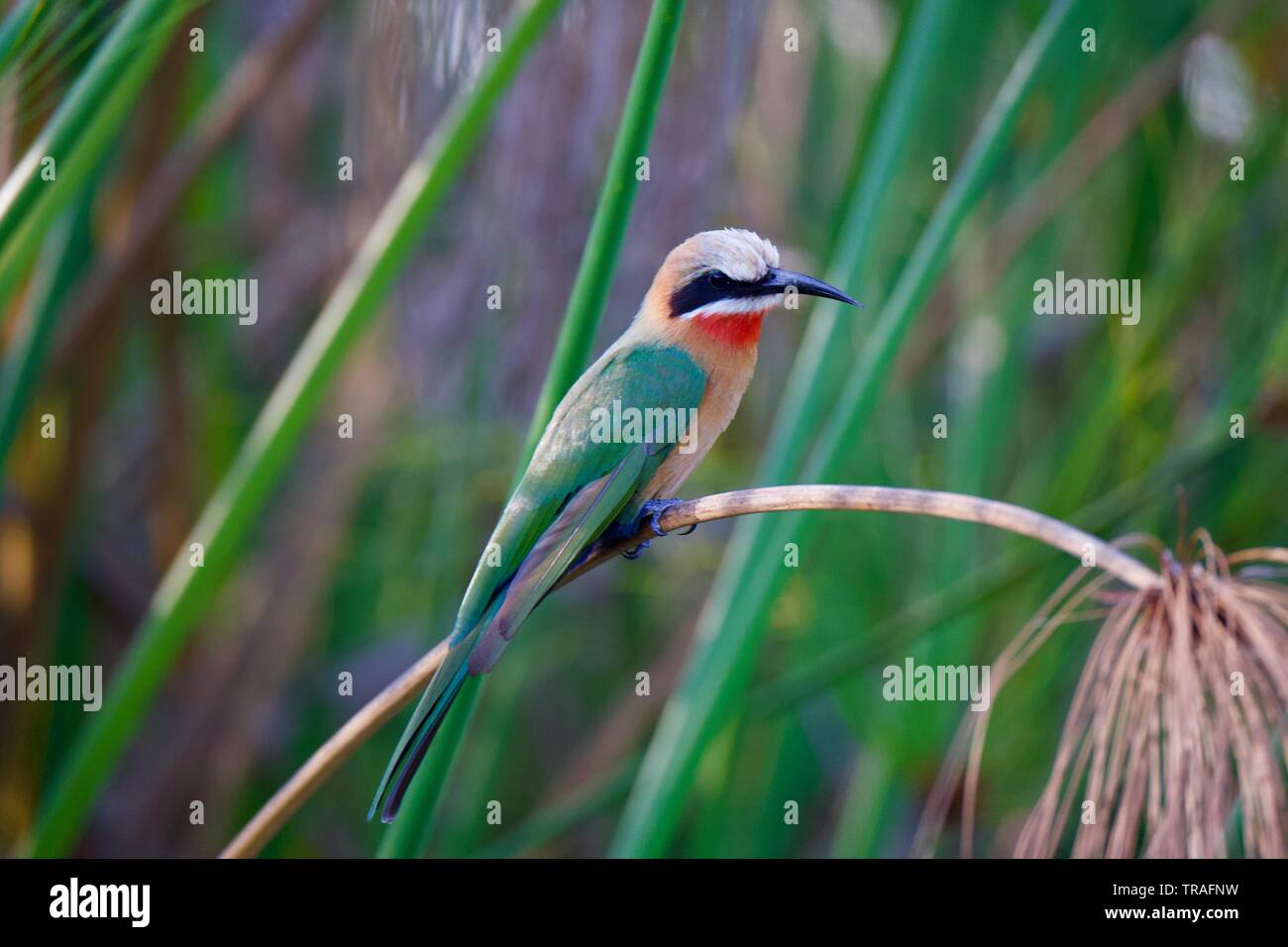 Con facciata bianca bee eater in Okavango Delta Foto Stock