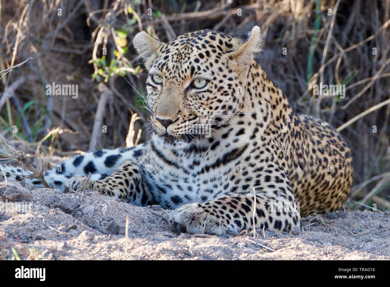 Leopard chiudere fino a Kruger Foto Stock