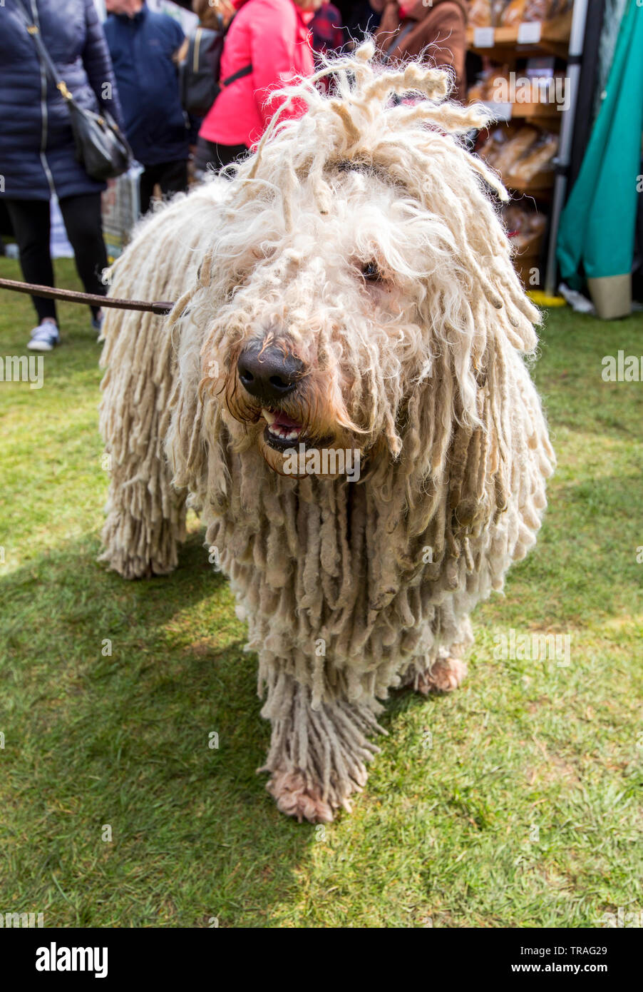 Un cane Komondor razza, shaggy cane. Foto Stock