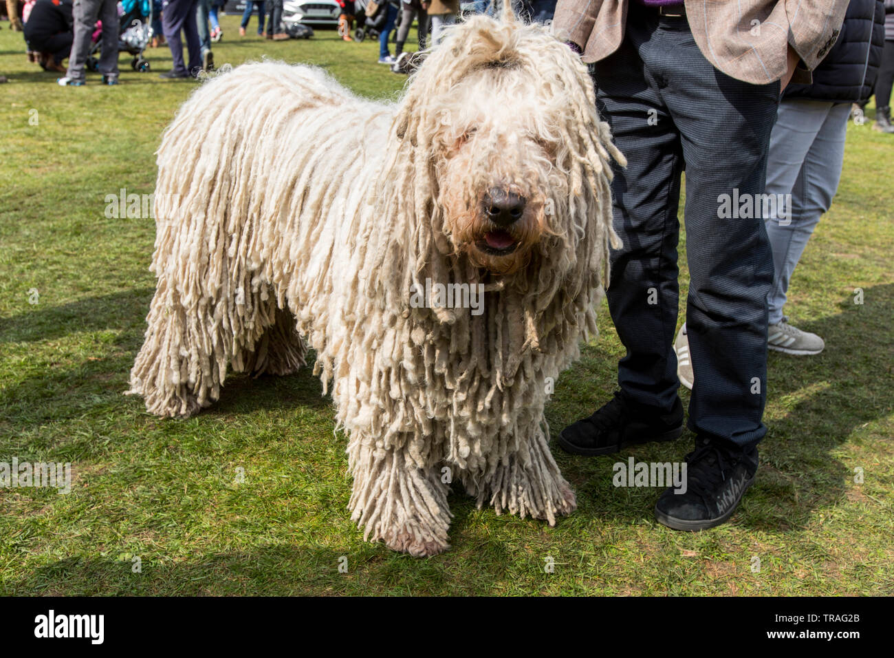 Un cane Komondor razza, shaggy cane. Foto Stock
