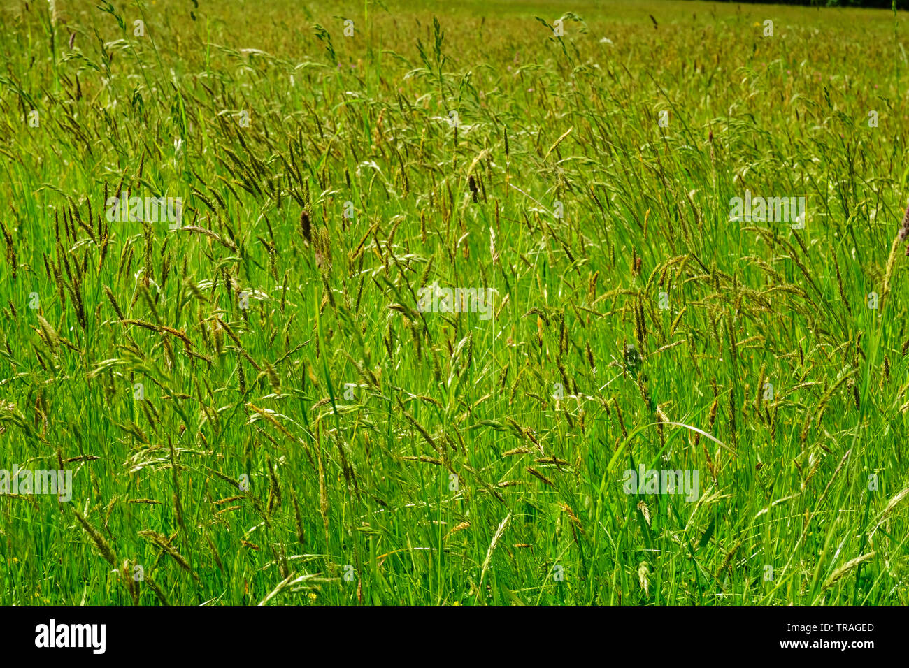 Close-up di erbe in un campo di fieno - Giovanni Gollop Foto Stock