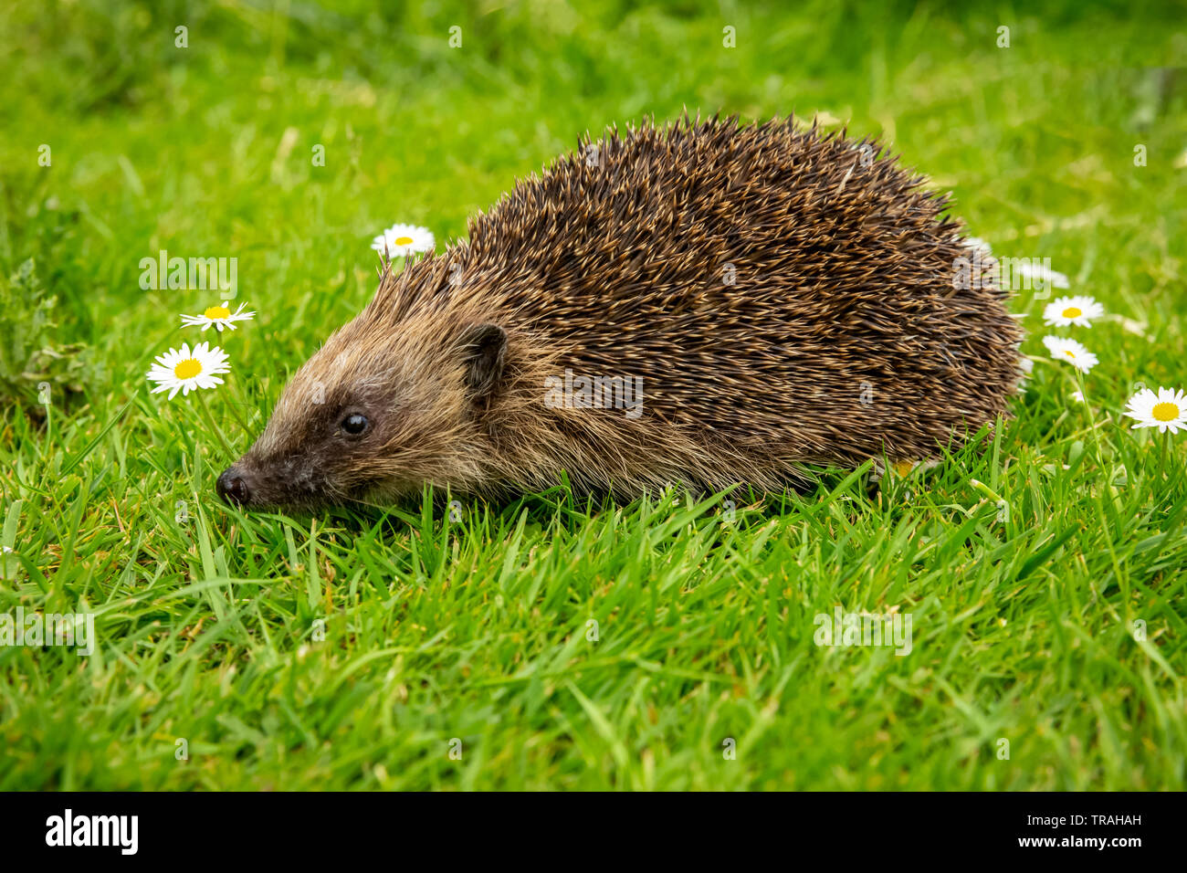 Riccio, Wild, nativo, hedgehog europea nel giardino naturale habitat con erba verde e bianco margherite. Rivolto verso sinistra. Close up.sfocato sfondo verde Foto Stock