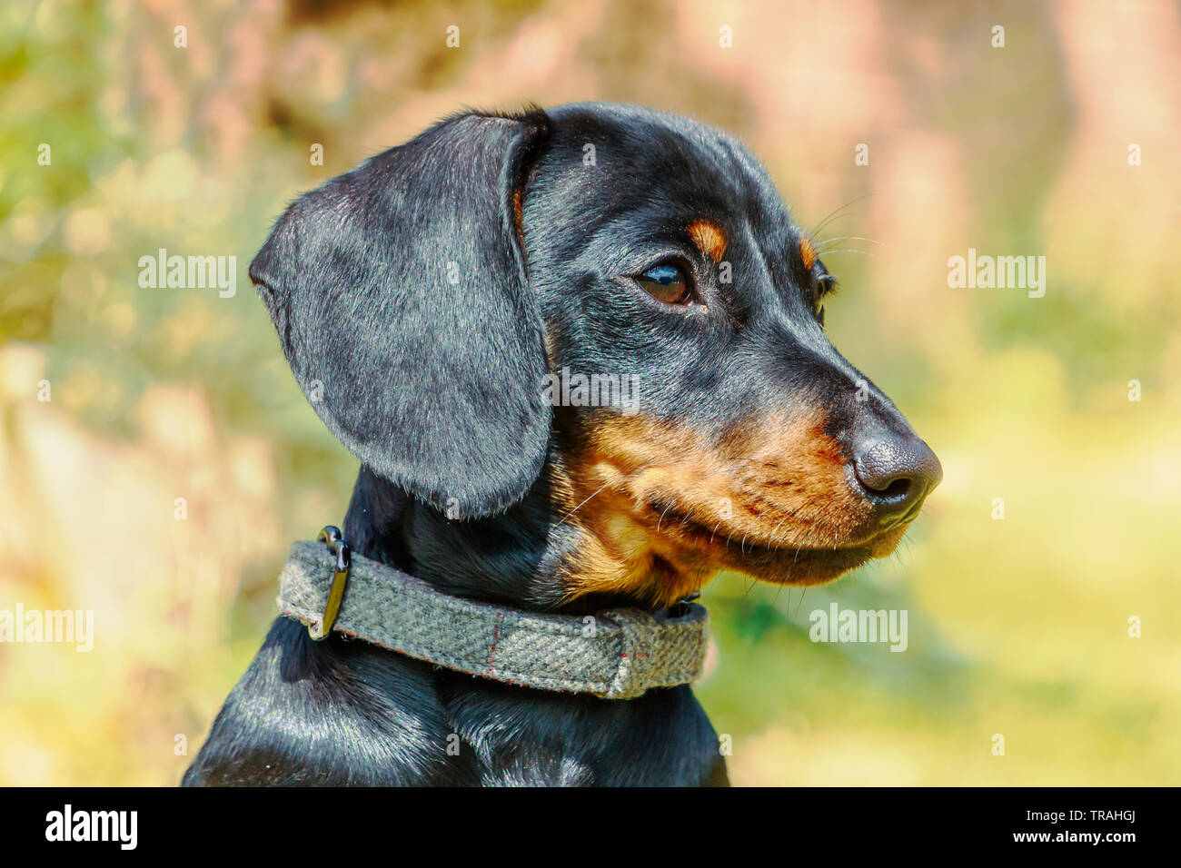 Ritratto della testa di un cucciolo di Bassotto in miniatura, corto pelo nero e marrone con una bella lucente rivestimento lucido fuori nel sole Foto Stock