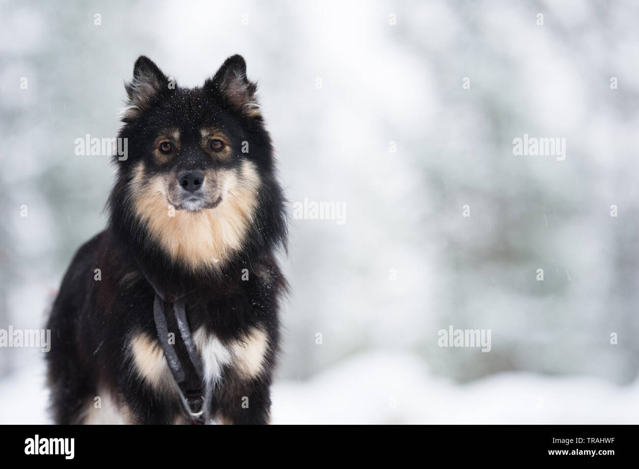 Terminare Lapphund nel paesaggio innevato. Messa a fuoco selettiva e profondità di campo. Foto Stock