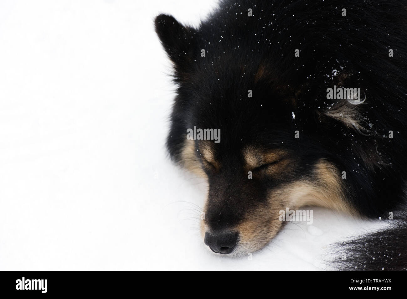 Lapphund finlandese dormire nella neve. Foto Stock