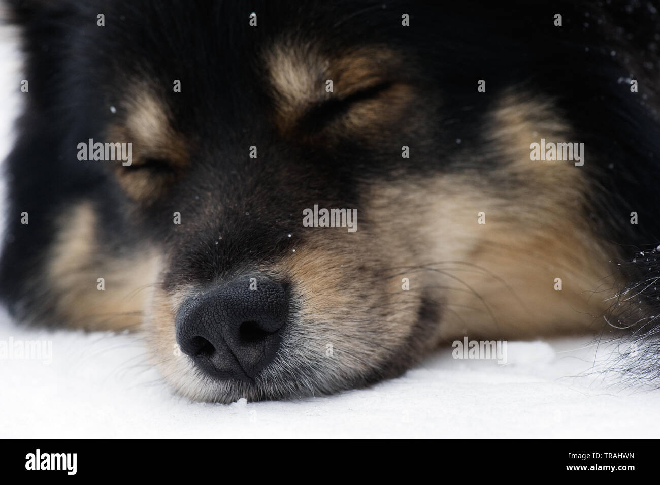 Close-up di Lapphund finlandese dormire nella neve. Foto Stock