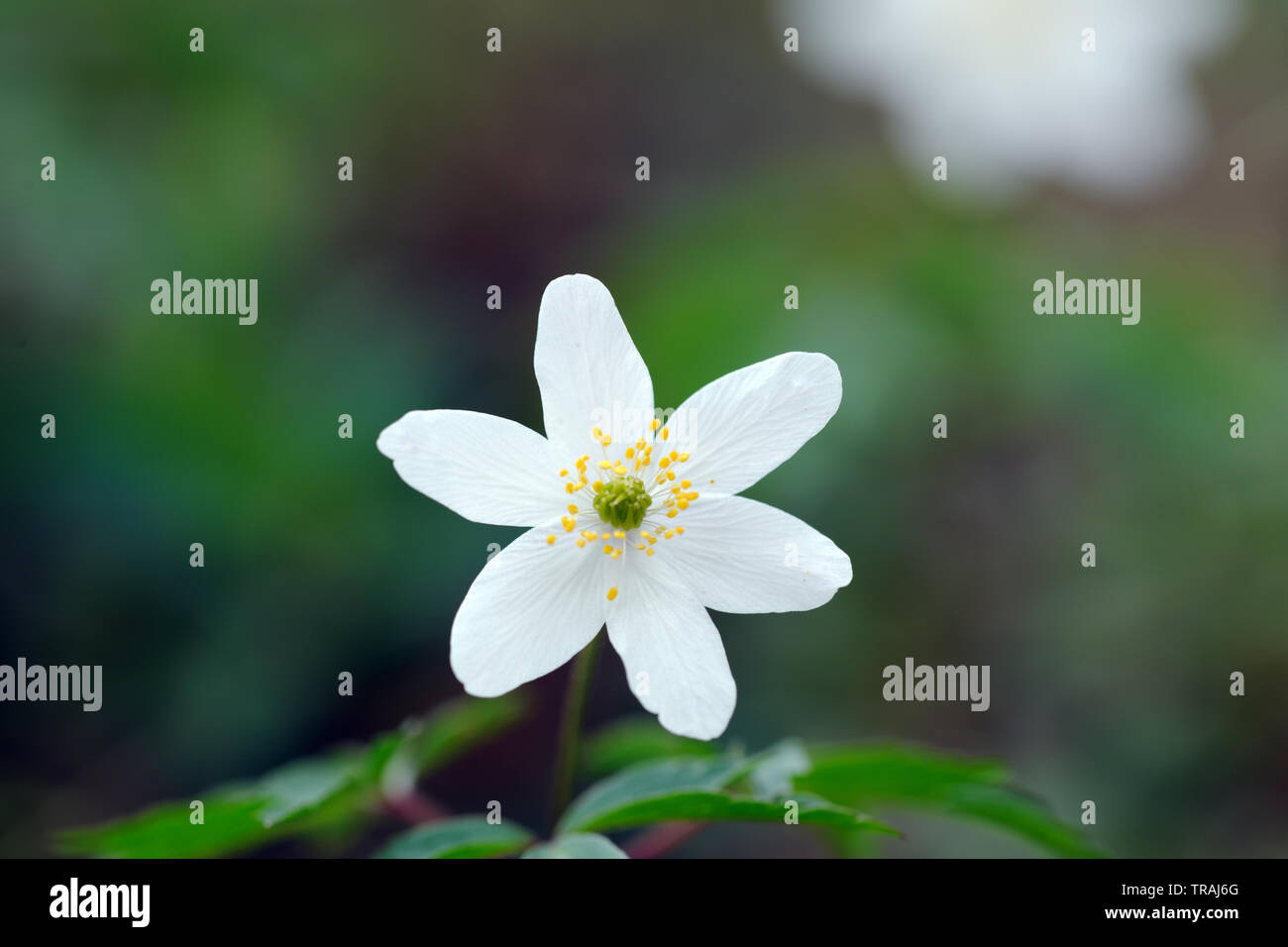 Anemone legno, Anemone nemorosa ,, Stoke legno, Exeter Devon Foto Stock