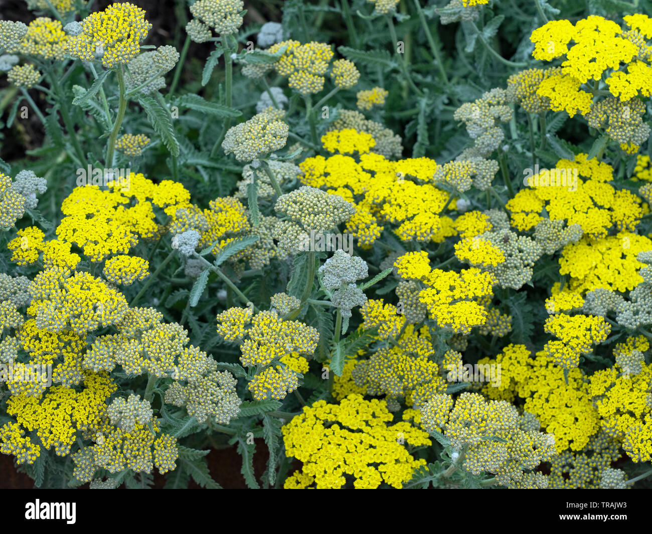 Achillea 'Moonshine' Yarrow Foto Stock