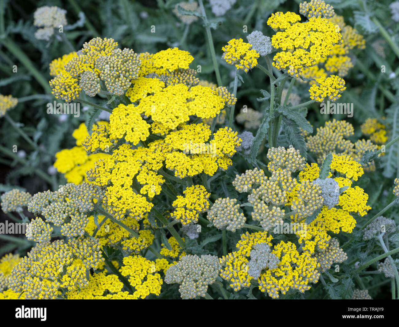 Achillea 'Moonshine' Yarrow Foto Stock