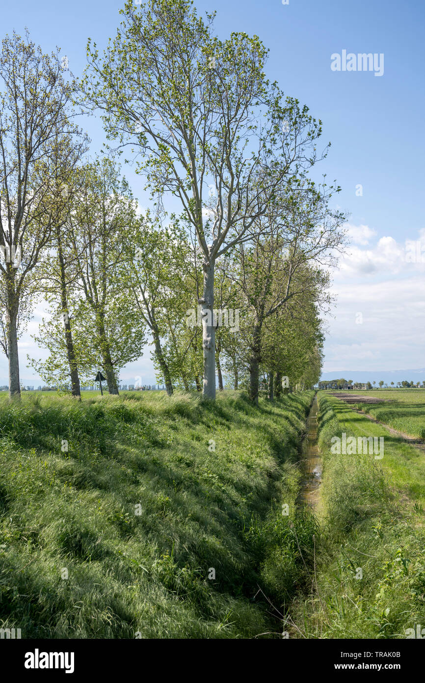 Il fosso di verde nei pressi di strada alberata in una verde pianura, girato in primavera in prossimità del Mediterraneo cittadina di Portogruaro, Venezia, Veneto, Italia Foto Stock