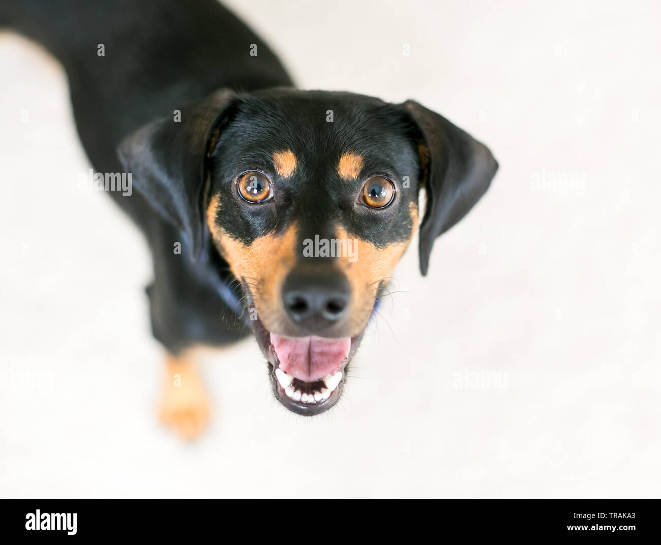 Un nero e rosso Bassotto razza cane osservando la telecamera con una felice espressione Foto Stock