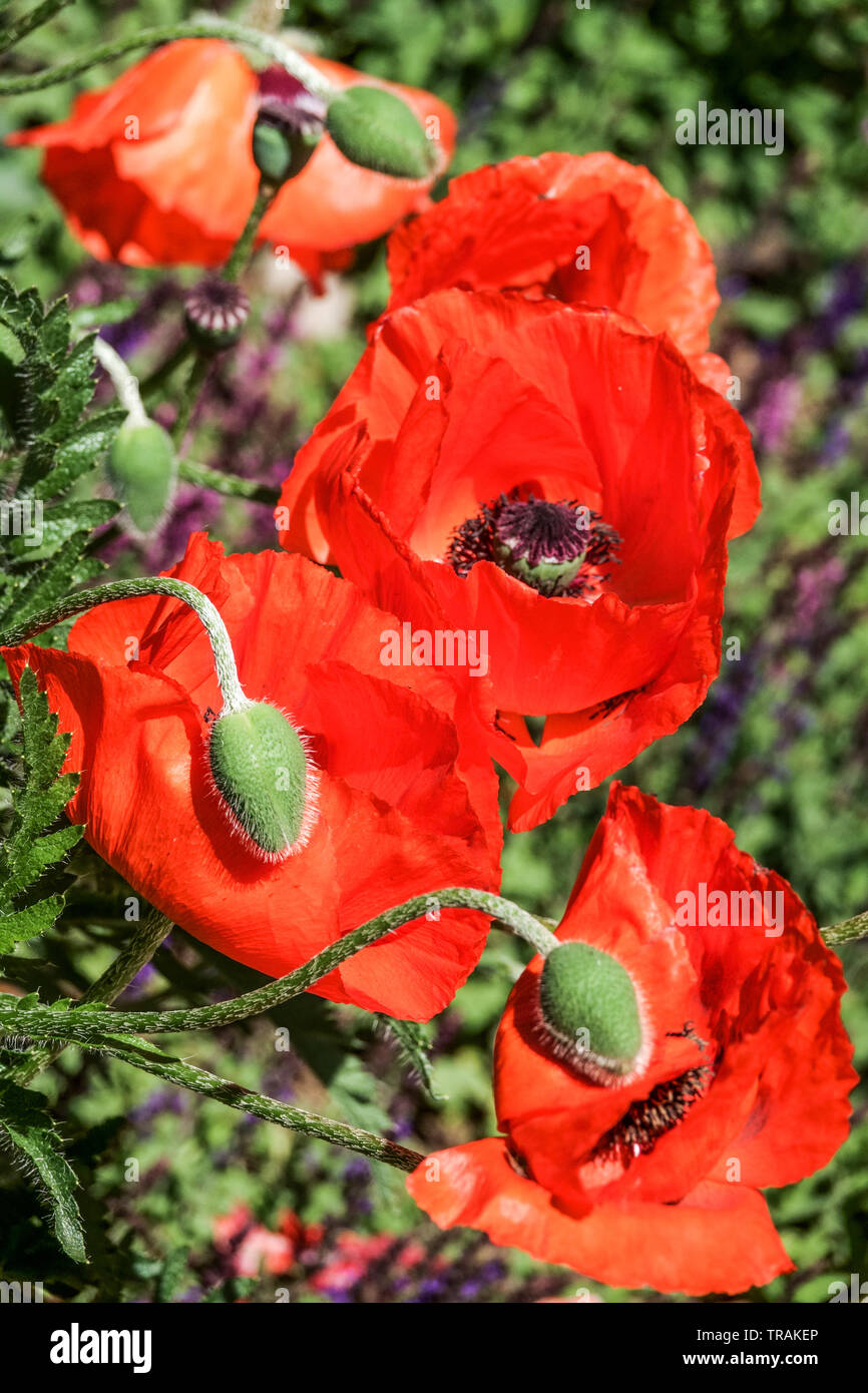 Oriental papavero rosso, Papaver orientale, papaveri orientali boccioli di fiori Foto Stock