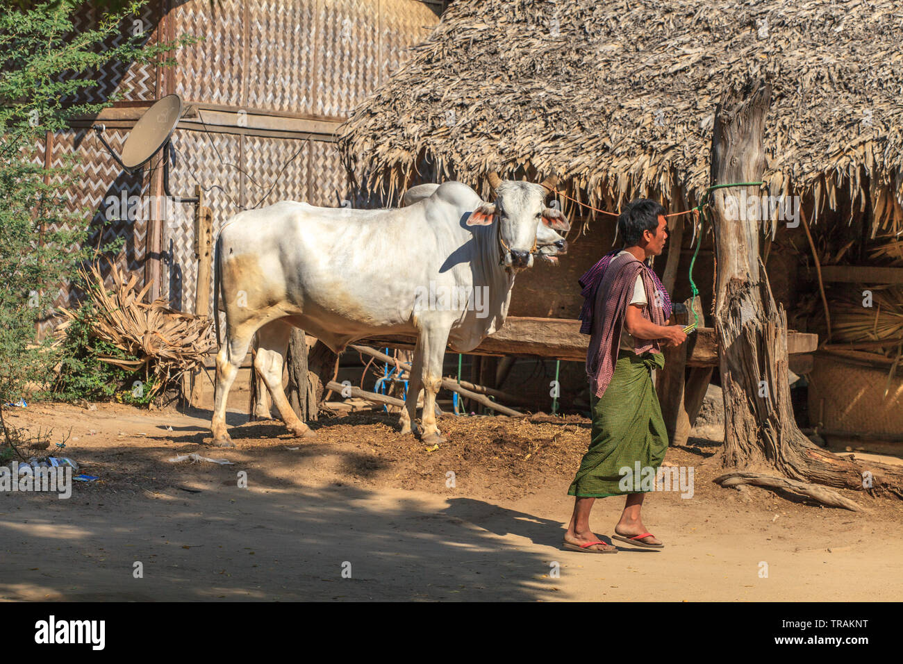 La vita nel villaggio: uomo a camminare e la mucca Foto Stock