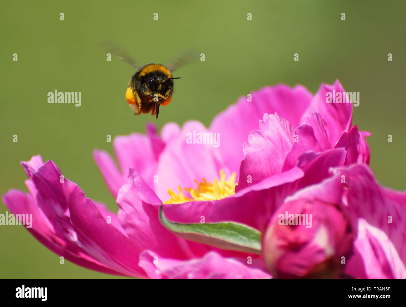 Bumble Bee passando al di sopra di un rosa peonia fiore Foto Stock