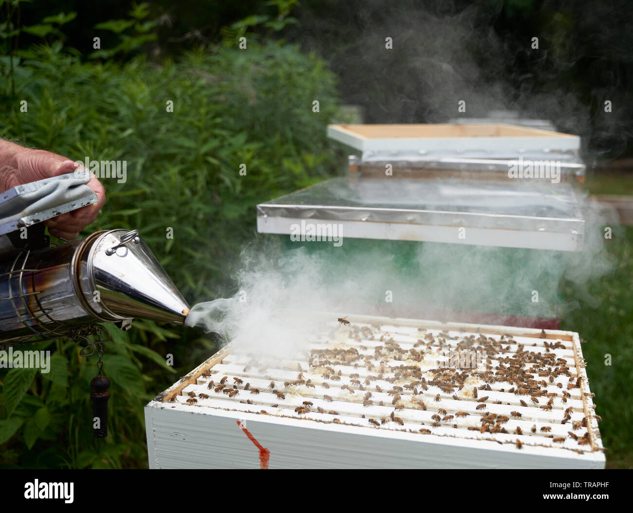 Un apicoltore fuma l'alveare di calmare il miele api prima di valutare la colonia di salute. Beeking urbana è diventata molto più popolare negli ultimi anni. Foto Stock